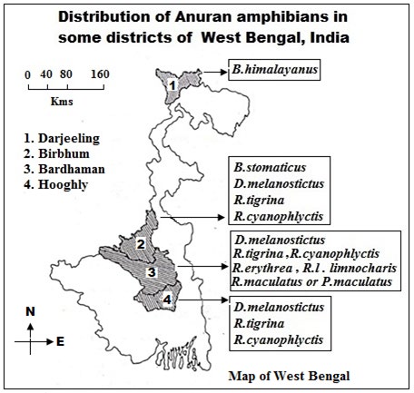 Figure 1: Map of West Bengal, India showing the distribution of anuran amphibians in some districts studied in this review work.