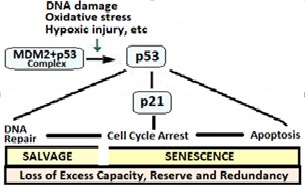 Figure 3: The Concept of Genome Stability and Aging.
