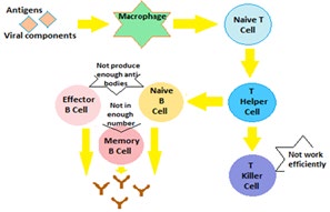 Figure 4: Immunosenescence: Dysfunctional T Cells and B Cells in the elderly The Immunosenescence is accompanied by subclinical accumulation of pro-inflammatory factors and inflamm- aging [24]. The Immunosenescence and inflamm-aging, acting in concert, mutually influence each other and lead to a decreased adaptive immune response, which reinforces the stimulation of the innate immune response. Thus, the innate immune response is conserved and the immune cells are constantly maintained in an alert state due to chronic low- grade inflammation, which is a physiological response to the life-long antigenic stress but without the essential counter- regulation by anti-inflammatory molecules as seen with aging.