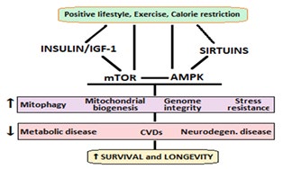 Figure 5: The synergistic pathways for disease protection and longevity