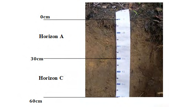 Figure 2: Each horizon was collected through a manual tract and stored in a cardboard box lined with aluminum foil, with the objective of avoid any interference in its composition. Samples were sent to the Kinetics Laboratory of Molecular Dynamics, located at the Chemistry Institute of UFBA, to be characterized.