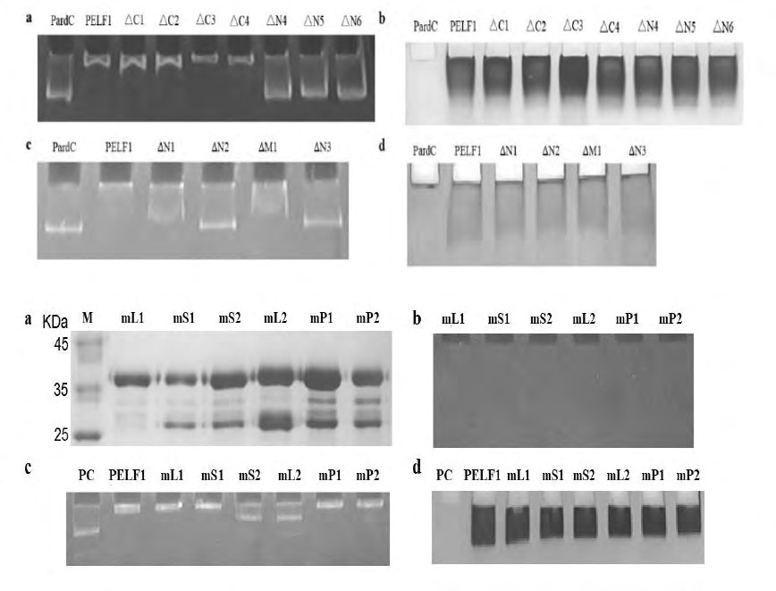 Figure 3: (a): _PardC_ DNA binding with purified GST fusion PELF1 and its truncated peptides detected by EMSA. (b): The purified GST fusion PELF1 and its truncated peptides binding with _PardC_ DNA stained by Coomassie brilliant blue. (c): Results of PELF1 deletion peptide binding to _PardC_ by EMSA. (d): PELF1 residual, deletion and mutantpeptide stained by Coomassie brilliant blue R-250. Lanes: _PardC_ - _PardC_ DNA fragment (without protein), PELF1; ∆C1~4 - obtained by deletion of 20, 35, 46 and 67 residues at the C-terminus, respectively; ∆N1~6 - obtained by deletion of 5, 11, 17, 30, 39 and 49 residues at the N-terminus, respectively; ∆M1 - deletions of 12-17 peptides. The PELF1 mutant peptides mL1 (Lys6Thr), mS1 (Ser7Ala), mS2 (Ser8Ala), mL2 (Lys9Thr), mP1 (Pro10Ala) and mP2 (Pro11Ala) were designed and expressed by _E. coli_ BL21 (DE3). GST- tagged mL1, mS1, mS2, mL2, mP1 and mP2 purified by GSTrap Fast Flow and desalted after digested by DNase I.