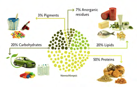 Figure 10: Open and Closed system methods of growing microalgae.