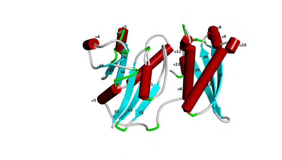 Figure 2: The tertiary protein structure of mulberry GTPase Era. The three-dimensional structure of the GTPase Era functional region was established using SWISS-MODEL (http://swissmodel.expasy.org/).