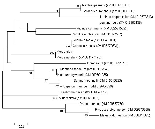 Figure 3: The phylogenetic tree based on amino acid sequence of GTPase era and other homologue sequences from 19 different species. The evolutionary tree was established in the MEGA 6.0 program using the maximum likelihood method and the JTT substitution model and G+I rates among sites model. 1000 bootstrap replicates were conducted to test the reliability of internal branches. The numerals at the branch points indicate bootstrap percentages. _Morus alba_ L., _Morus notabilis_ ((XM_024177173)), _Ipomoea nil_ (XM_019327820), _Capsicum annuum_ (XM_016704299), _Solanum pennellii_ (XM_015210823), _Nicotiana sylvestris_ (XM_009804985) and _Nicotiana tubacum_ (XM_016612549) had close relationships.