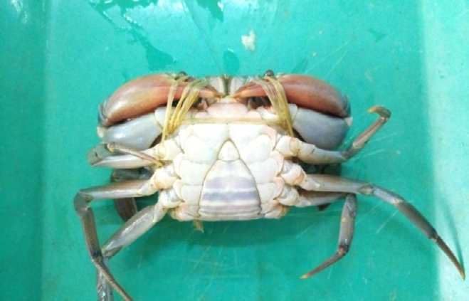 Figure 3: In-situ measurement of individual body weight (g) (a) and internal carapace width (mm) (b) of mud crab, Scylla olivacea from southwestern coastal region of Bangladesh.