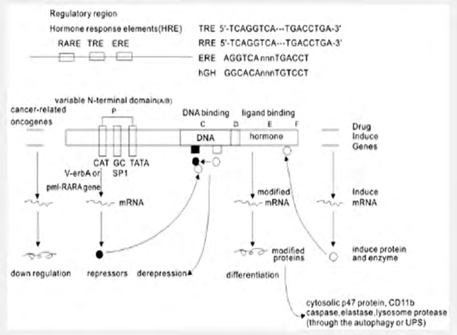 Figure 1: Molecular model of the gene regulation of retinoic acid (RA) action.
