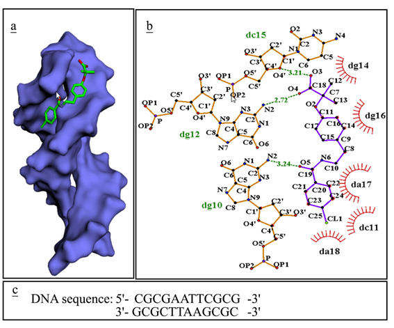 Figure 2: UV-Vis spectra of DNA-bezafibrate. The spectra have been recorded at wavelengths ranging from 225 to 300 nm.