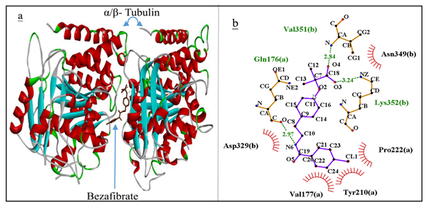 Figure 3: Molecular modeling of the hydrogen-bonding interaction between bezafibrate and double-helix DNA.
