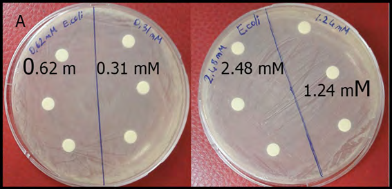 Figure 5: Relative growth of Escherichia coli in a broth medium containing various concentrations of bezafibrate. Control samples of Escherichia coli that were considered as 100% contained 6.8E+13 CFU/ml. All of the tests were conducted as three repeats.