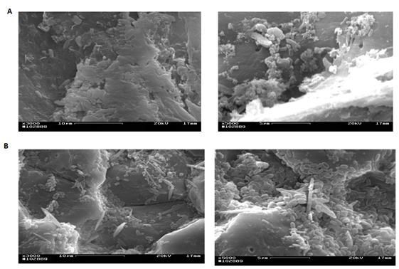 Figure 4: Scanning electron microscopy (SEM) images showing cells of Bacillus sp SMIA-2 grown on 0.5% (v/v) CSL and 0.5% (w/v) SCB (A) or 0.5% (v/v) PFRF (B) at 50°C for 72 hours.