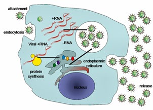 Figure 10: A typical virus replication cycle including Sars-Cov-2019. 2019-nCoV is sufficiently divergent from SARS-CoV to be considered a new human-infecting beta coronavirus.