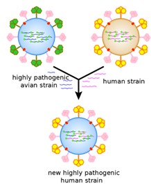 Figure 6: An antigenic shift, or Reassortment, which has the main result of novel and highly pathogenic strains of SARS-CoV-2 and other DNA and RNA viruses like all types of fatal Influenza.