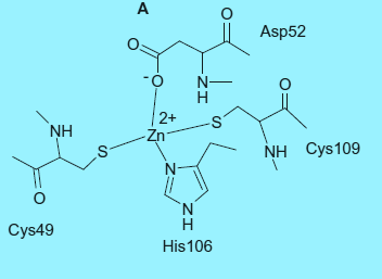 Figure 2: β-carbonic anhydrase active site obtained from _Mycobacterium tuberculosis_ [13]. The cavity is partitioned into two very different environments. On one side of the zinc, deep within the active site, lies a cluster of hydrophobic amino acids (namely Val, Leu, Thr, and Trp.), whereas on the other side of the zinc, leading out of the active site to the bulk solvent, the surface is lined with hydrophilic amino acids (namely Tyr, Asn, His, Thr-199-O_1, and Thr-200-O_1) [8, 12].