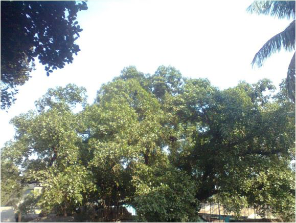 Figure 1: This Banyan Tree had very few remarkable holes for showing their birth.