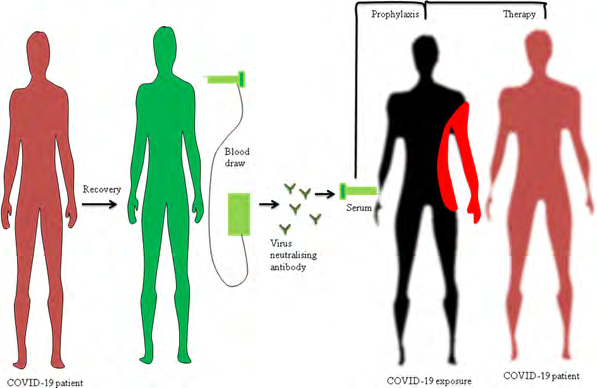 Figure 1: Once proven safe, obtained blood is processed to extract plasma which contains antibodies. The plasma rich in antibody, after extraction is then transfused into infected patients as a post-exposure prophylaxis. Antibodies derived from CP may neutralize a virus by inhibiting replication or by binding without interfering with viral replication [27,28]. A patient treatment with infectious disease generates antibodies that might protect against later infections with the same microorganism. This acquired immunity when it can be prevented from the infection by giving serum to those at risk of infection. CP, a post-infection treatment, has had shown limited and moderate success in China, previously for MERS and SARS-1 for COVID-19, and could serve as a short-term solution to suppress global mortality rates. As the number of infections of COVID increases, the CP of infected patients may be donated or harvested for concurrent treatment or future use until an effective antibody is found [27].