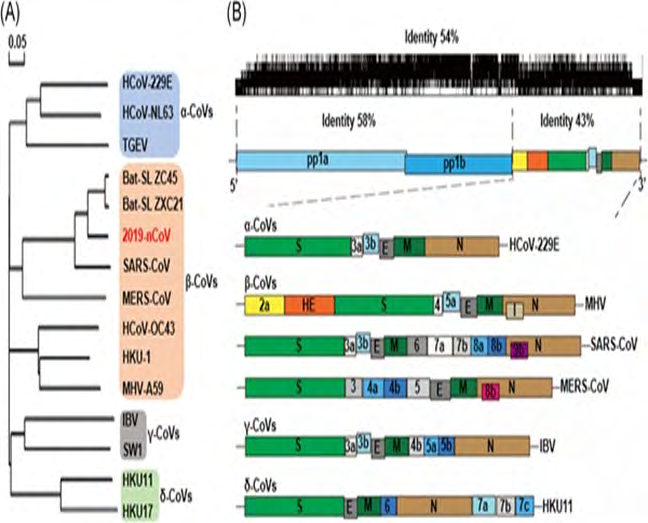 Figure 1: The genomic structure and phylogenetic tree of coronaviruses. A, The phylogenetic tree of representative CoVs, with the new coronavirus 2019‐nCoV highlighted in red. B, The genome structure of four genera of coronaviruses. Pp1a and pp1b represent the two long polypeptides that are processed into 16 nonstructural proteins. S, E, M, and N indicate the four structural proteins spike, envelope, membrane, and nucleocapsid. 2019‐nCoV, 2019 novel coronavirus; CoVs, coronavirus; HE, hemagglutinin‐esterase. Viral names: HKU, coronaviruses identified by Hong Kong University; HCoV, human coronavirus; IBV, infectious bronchitis virus; MHV, murine hepatitis virus; TGEV, transmissible gastroenteritis virus.