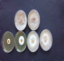 Figure 2: Antifungal Activity of Fusarium sporotrichioides of Pituranthos chloranthus.