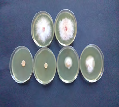 Figure 4: Antifungal Activity of Fusarium langsethiae of Pituranthos chloranthus.