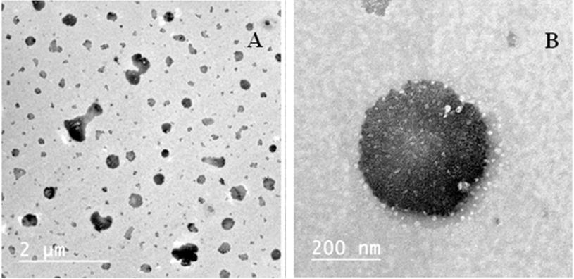 Figure 3: TEM Photomicrographs of Clonazepam Optimized Transferosomes (TF1)
