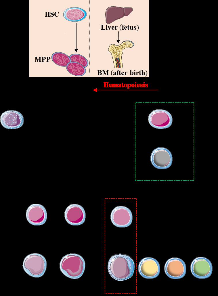 Figure 1: Development of NK cells from hematopoietic stem cells.