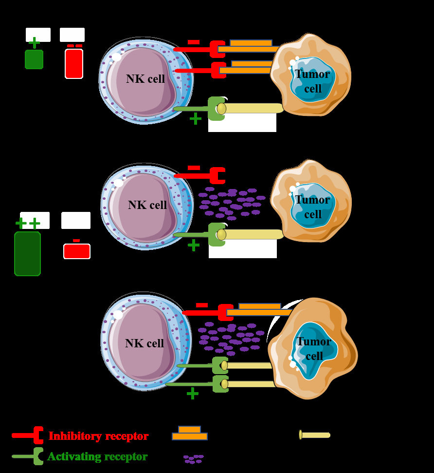 Figure 3: Regulation of NK cell function by the balance between inhibitory and stimulatory signals.