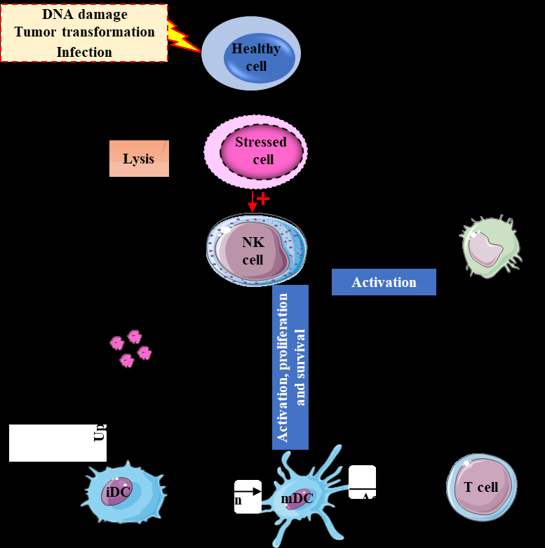Figure 4: NK cell functions and its interaction with other immune cells.