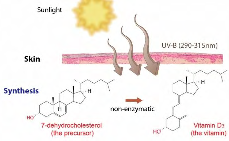 Figure 1: The relation between sunlight rays and vitamin D.