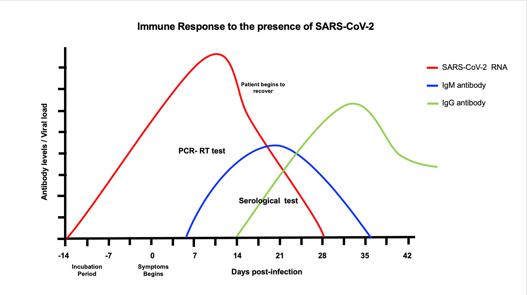 Figure 2: Once the patient gets infected with SARSCoV-2, viral replication in susceptible cells of the respiratory track increases and may remain active until 28 days of infections in symptomatic or asymptomatic patient (red line). One-week post infection IgM begins to be produced in response to the virus and remain for 2-3 weeks (blue line). After IgM declines, IgG begins to be produced and remain positive thereafter (green line).