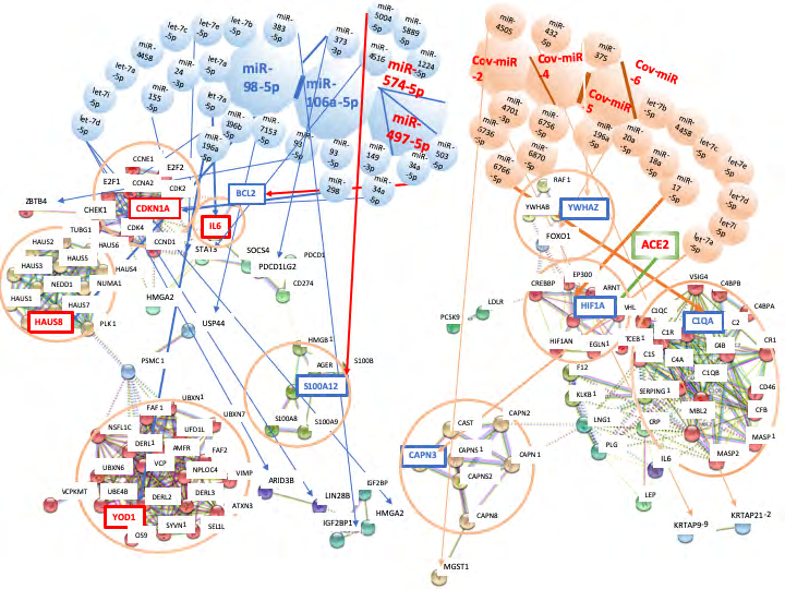 Figure 3: Network analysis of SARS-CoV-2 infection by METS simulation. Network with host miRNAs by METS simulation was presented in the left. SARS-CoV-2 receptor ACE2 was presented in the right green square. Network with viral miRNAs was depicted in the right. miRNAs: blue, downregulation; red, upregulation. Proteins: red, upregulation; blue, downregulation.
