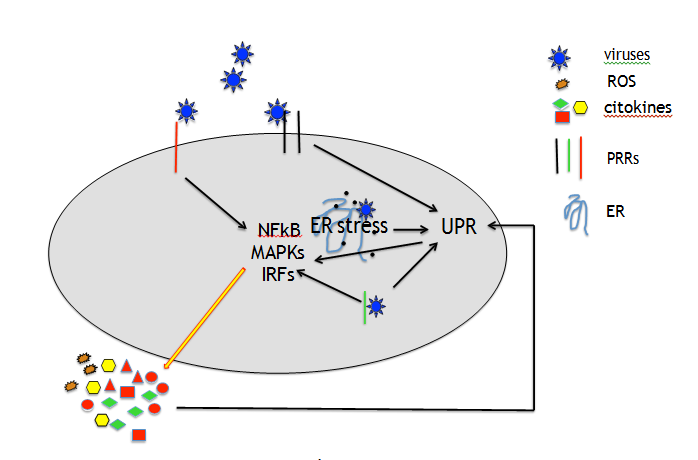 Figure 1: PRR and UPR signaling control cytokine and ROS production in response to virus infection.