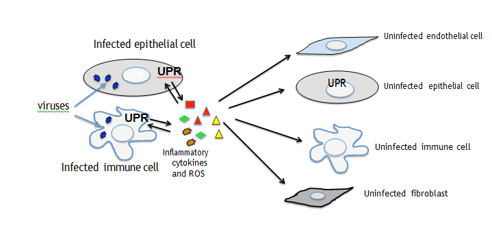 Figure 2: Cytokines and ROS reactivate UPR and transfer the stress to uninfected fibroblasts, endothelial, epithelial and immune cells.