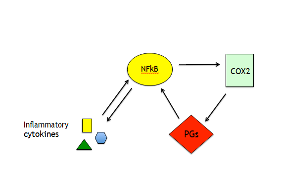 Figure 3: Interplay between inflammatory cytokines and PGs induced by NFkB activation.
