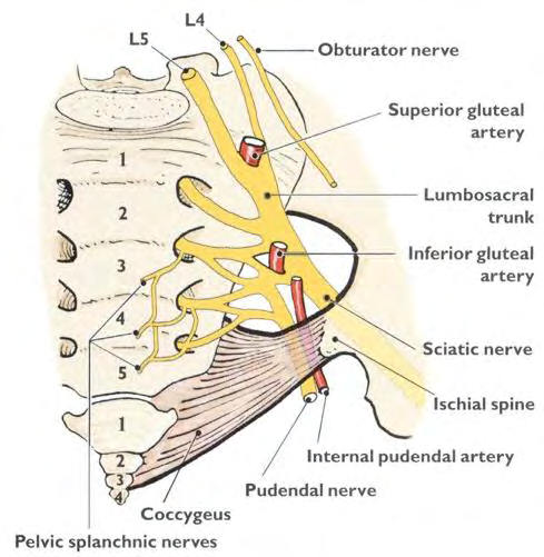 Figure 7: Relationships between sacral plexus and Superior gluteal artery.