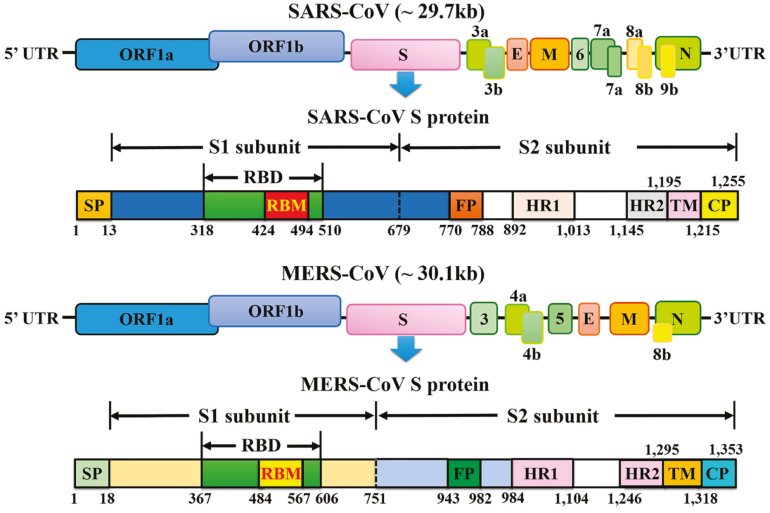 Figure 1: Illustrates schematic representation of the genome organization and functional domains of S protein for SARS-CoV and MERS-CoV [2].
