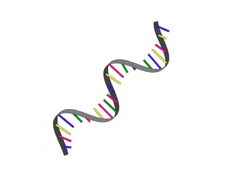 Figure 3: Illustrates viruses that plague humans have RNA as their genetic material. It’s copied into DNA in our cells [7].