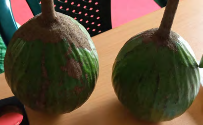 Figure 1: The highest mean germination of 91.7% was obtained from Ayegbaju closely followed by the seeds obtained from Otun with the mean germination of 90%, while the least was from the seeds obtained from Ise with a mean germination of 80.8%.