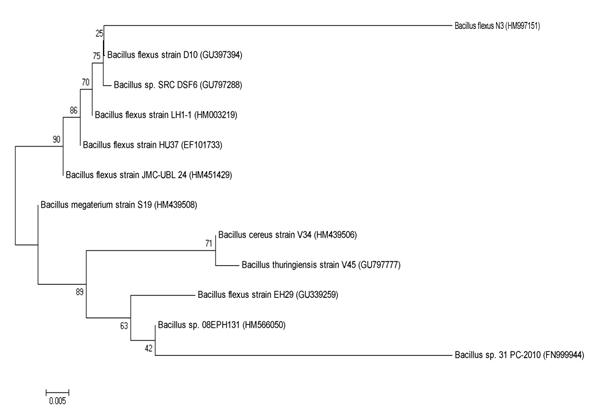 Figure 4: Phylogenetic relationships of colony 2 (_Bacillus flexus_ N3) derived from 16S rDNA gene sequence homology. The sequences have been retrieved from NCBI databases and the tree was drawn using neighbour joining algorithm with kimura 2 parameter distances in MEGA 4 software. The bar represents distance values calculated in MEGA and values at nod represent percentage of 1000 bootstrap replicates. Numbers in bracket represent GenBank accession numbers.