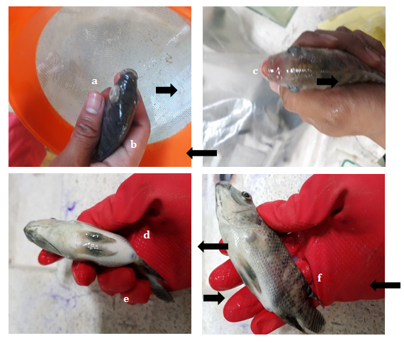 Figure 1: Observed bacterial signs of infection: (a) bulged eye; (b) darkened body parts; (c) reddened nasal part; (d) enlarged abdomen; (e) rotted fin; (f) lesion and sloughed scales.