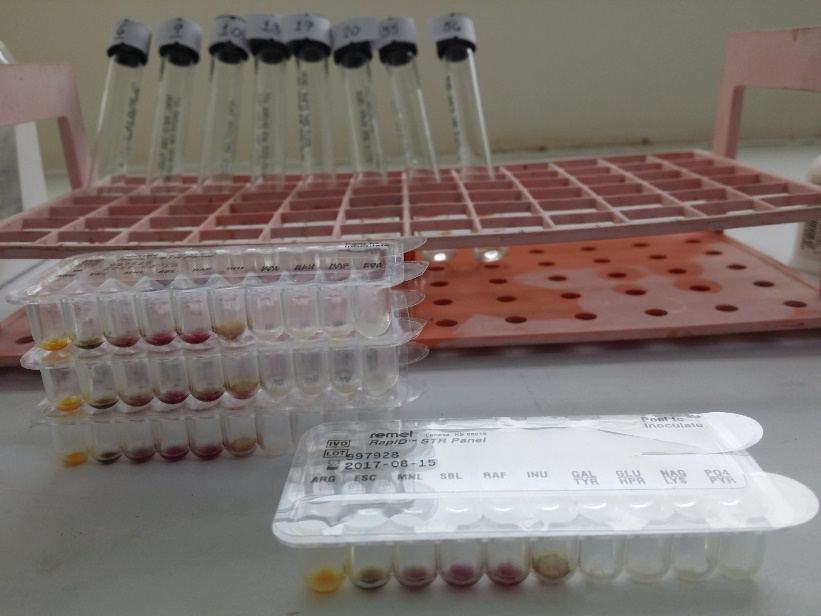Figure 2: The Remel RapIDTM STR System that is used in the biochemical characterization and identification of the bacterial isolate.