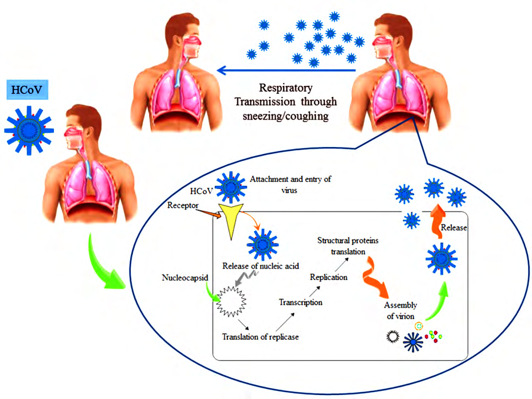 Figure 1: Pathomechanism of coronavirus in human.
