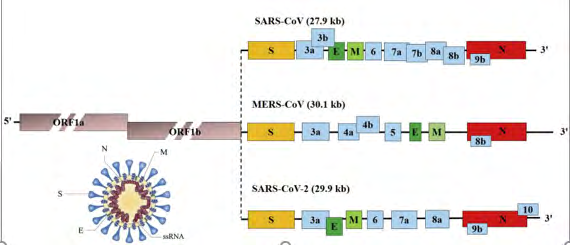 Figure 1: It appears 1, The coronavirus have a genome of RNA single chain (ssRNA) of positive sense and size 26and32 kb of size. In SARS-CoV, MERS-CoV and SARS-CoV-2, ORF1to / b encode polyproteíns, that form the complex of the replicase l transcriptase viral. The others ORF encode four structural proteins main: proteins of spike (S), wrapping (And), nucleocápside (N) and membrane (M), as well as several proteins accessories. Source: Li X, et al., Molecular immune pathogenesis and diagnosis of COVID-19, Journal of Pharmaceutical Analysis.