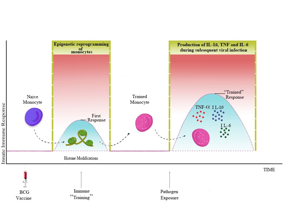 Figure 1: BCG vaccination induces trained immunity leading to enhanced innate immune response to pathogen. Thus, monocytes undergo epigenetic reprogramming, like methylation and acetylation of histone which enhances the chromatin accessibility and easier transcription of genes related to antimicrobial action. This is called “trained immunity” which enhances the effectiveness of the innate immune response when exposed to a non-specific pathogen, inducing the secretion of proinflammatory cytokines, such as TNF-α, IL-1β, and IL-6. The pink line represents a trained immune response [30].