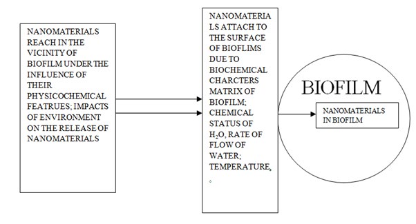 Figure 1: Flow Chart Indicating the Probable Mode of Entry of Nanomaterials in a Biofilm.