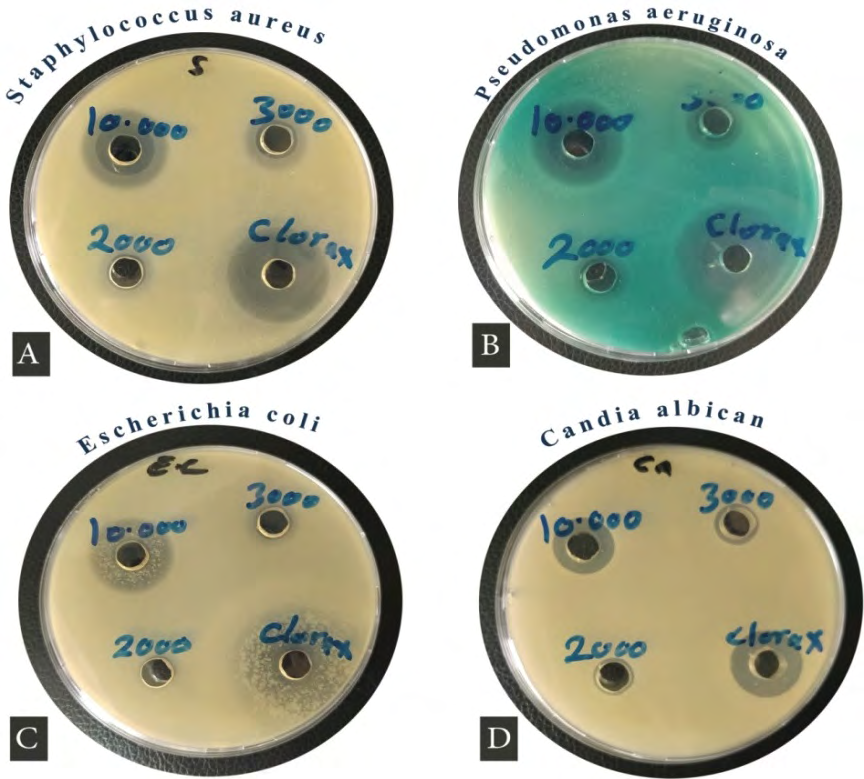 Figure 1: Inhibition zones observed with Effervescent NaDDC Tablets and liquid bleach (Clorox®), (A) Inhibition zones against Staphylococcus aureus, (B) Inhibition zones against Pseudomonas aeruginosa, (C) Inhibition zones against Escherichia coli, (D) Inhibition zones against Candia albicana.