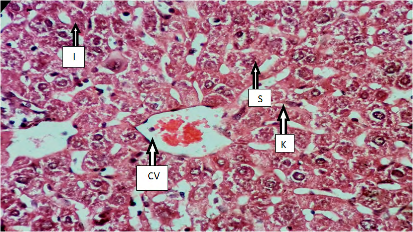 Figure 2: Cross histological section of liver tissue from intact male mice showing Normal histological structure central vein (CV), sinusoid (S), Ito cells (I) and Kupffer cells (K) (X400)