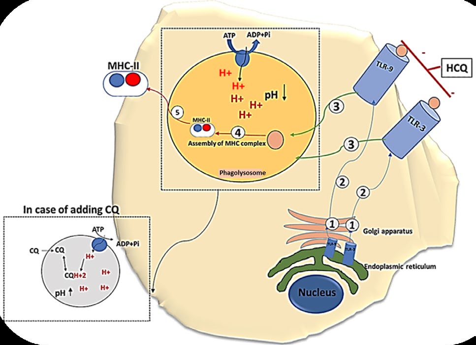 Figure 1: The first signal of dendritic cell activation. The signal starts by the synthesis of TLR in the endoplasmic reticulum to be modified and encased in Golgi apparatus (1) and then it is transported to the cell membrane as a spanning protein (2) to be activated by the recognition of the unique molecular configuration of the foreign antigens. Subsequently, the foreign antigens will be processed in the phagolysosome (3) and assembled with the MHC-II (4) to be presentable to the second line of immune defence (5). The diagram illustrated and clarified the text. Drawn by dr. Enas A. Elsaftawy.