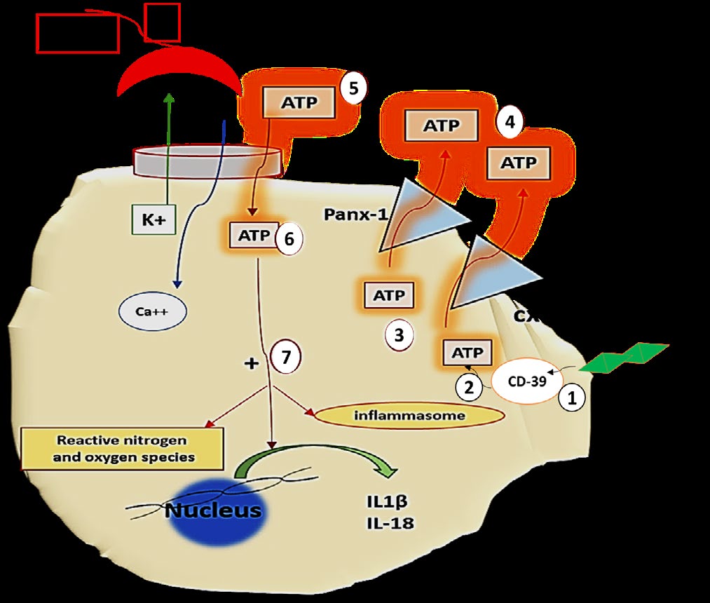 Figure 2: The second signal of dendritic cells activation. TLR induce internaliztion of CD39 (1) that consequently leads to increased intracellular ATP accumulation (2) to be subsequently released by Panx-1 and cx43 channels (3). Bioavailability of extracellular ATP (4) is mandatory for the activation of the P2x7 channels (proinflammatory Ca++-dependent K+ channels) (5) with subsequent pro-inflammatory sequels. HCQ is proficient in blocking P2x7 channels and thus suppress inflammation. Note the diagram illustrates the above text. Drawn by dr. Enas A. Elsaftawy.