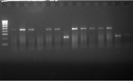 Figure 2: Gel electro pho re gram for the identification of members of the An. gambiae s.l complex. Lane M=100bp molecular weight marker, Lane 1,3,8,12,13,15,16,17,21,23,24,25,27,28,30 at 470bps=Anopheles coluzzii (formerly M form), Lane 2,4,5,6,7,9,10,11,14,23,26,28 at 240bps=Anopheles gambiae s.s (formerly S form), Lane 18-20 at 220bps=Anopheles arabiensis.