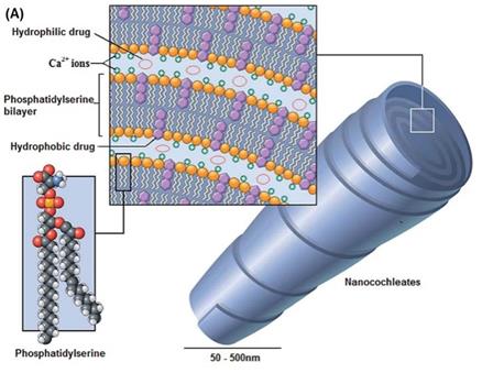 Figure 1: (A) Schematic of nanocochleates (Reproduced from reference [11] with permission from the Royal Society of Chemistry). (B) Scanning electron micrograph of cochleates (Shuddhodana, Nagarsekar K and Judeh ZMA. Unpublished data)